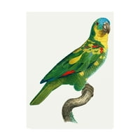 Изкуство: папагалът на тропиците