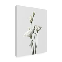 Марка изобразително изкуство 'Лизиантус бял Фабрикен' платно изкуство по дизайн Фабрикен